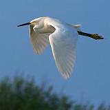 Snowy Egret In Flight_28255